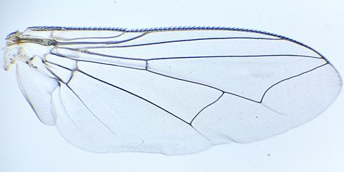 Miltogramma aurifrons